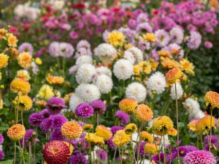 Large field of colourful dahlias in various shades and shapes, Legden, münsterland, North