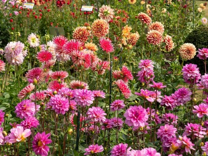 A field with different types and colours of dahlias, from pink to red to yellow, Legden,