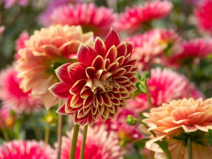 A mixture of red and orange dahlias in a bright flower bed, Legden, Münsterland, North