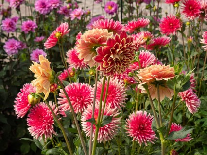 Various dahlias of bright red and yellow colours blooming in the flower bed, Legden, Münsterland,
