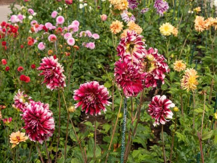 Rich variety of dahlias in different colours, which decorate a blooming, summery garden, Legden,