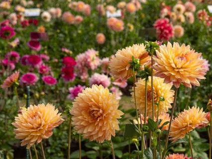 Several orange dahlias in a garden, surrounded by other dahlia flowers in different colours,