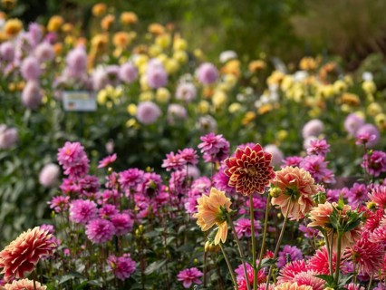 Variety of different coloured dahlia flowers in a blooming garden ranging from yellow to pink to