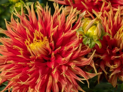 Close-up of a red dahlia with yellow tips and green buds, Legden, Münsterland, North