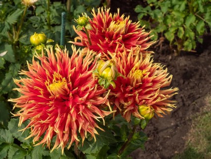 Close-up of red and yellow dahlia flowers in the garden, Legden, münsterland, North