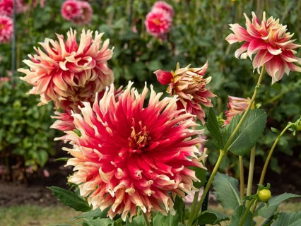 Close-up of red dahlia flowers with cream-coloured tips in the garden, Legden, Münsterland, North