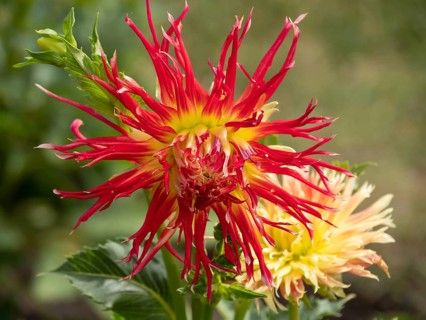 Yellow and red dahlia flower in full bloom, clearly visible against background, Legden,