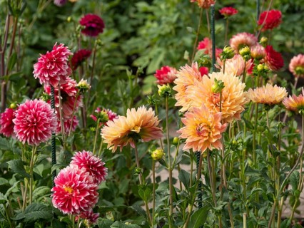 Colourful dahlia blossoms in the garden in various shades of red and orange against a green