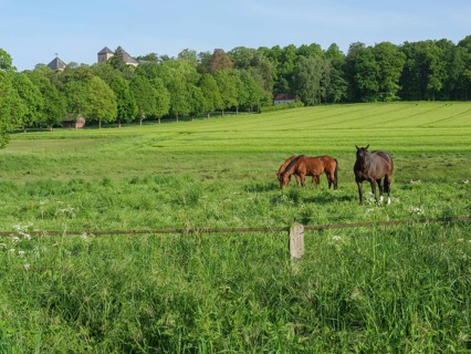 Two horses in a spacious pasture against a background of green fields and trees, Billerbeck,