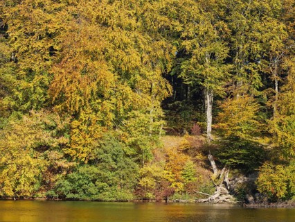 Autumnal trees on the shore with bright colours, some branches protrude over the water, Binz,
