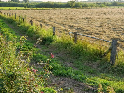 A green field with blooming wildflowers at the edge, surrounded by an old wooden fence, Borken,