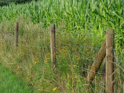 A fenced cornfield with wild yellow flowers and green grass along a path, Borken, Münsterland,