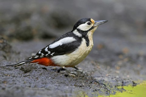 Great spotted woodpecker, greater spotted woodpecker (Dendrocopos major) female on muddy shore
