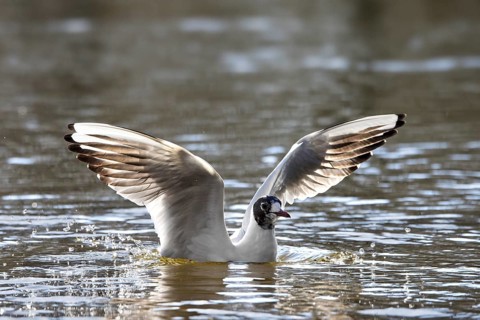 Black-headed gull (Chroicocephalus ridibundus, Larus ridibundus) in transition, spring moult