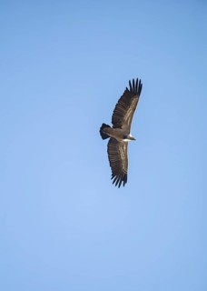 Griffon vulture (Gyps fulvus), Monfragüe National Park, Extremadura, Castilla La Mancha, Spain,