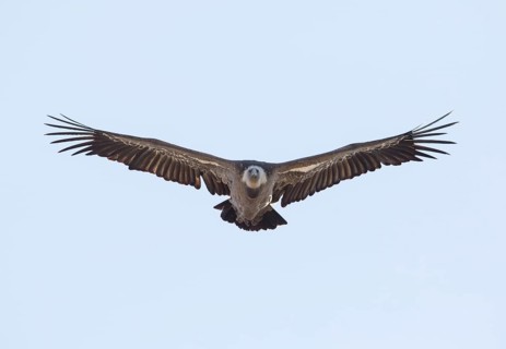 Griffon vulture (Gyps fulvus), Monfragüe National Park, Extremadura, Castilla La Mancha, Spain,
