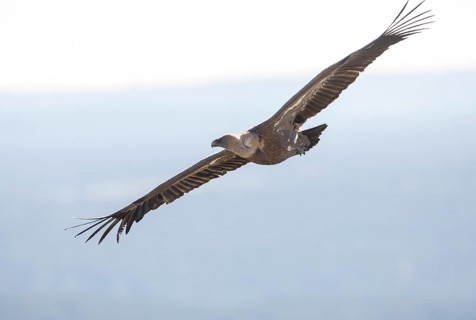 Griffon vulture (Gyps fulvus), Monfragüe National Park, Extremadura, Castilla La Mancha, Spain,