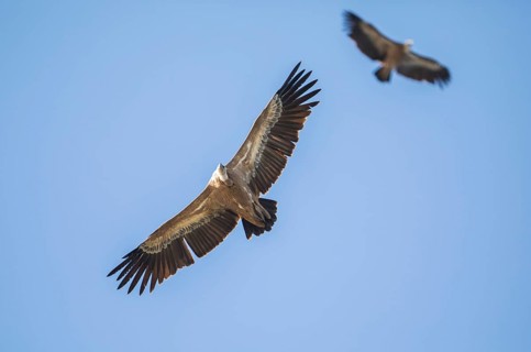 Griffon vulture (Gyps fulvus), Monfragüe National Park, Extremadura, Castilla La Mancha, Spain,