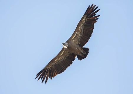 Griffon vulture (Gyps fulvus), Monfragüe National Park, Extremadura, Castilla La Mancha, Spain,