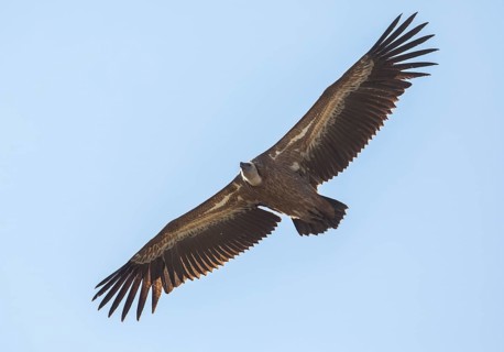 Griffon vulture (Gyps fulvus), Monfragüe National Park, Extremadura, Castilla La Mancha, Spain,
