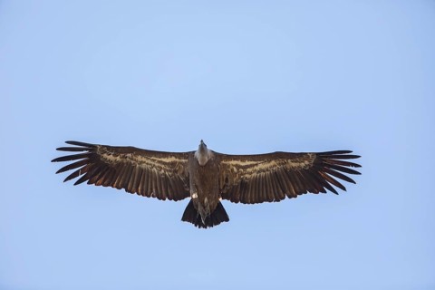 Griffon vulture (Gyps fulvus), Monfragüe National Park, Extremadura, Castilla La Mancha, Spain,