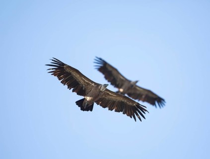 Griffon vulture (Gyps fulvus), Monfragüe National Park, Extremadura, Castilla La Mancha, Spain,