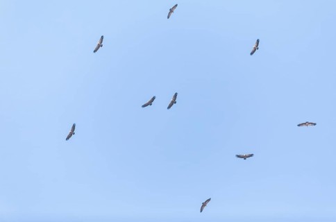 Griffon vulture (Gyps fulvus), Monfragüe National Park, Extremadura, Castilla La Mancha, Spain,