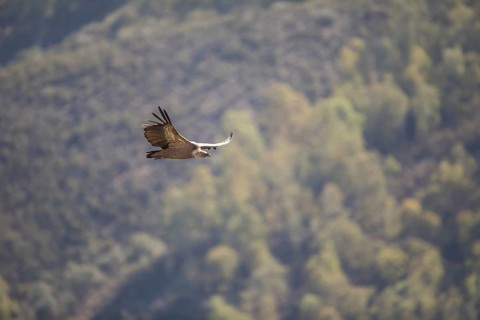Griffon vulture (Gyps fulvus), Monfragüe National Park, Extremadura, Castilla La Mancha, Spain,
