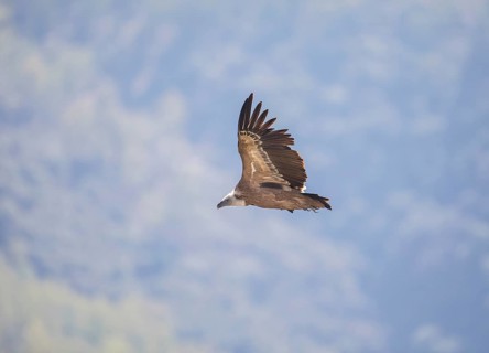 Griffon vulture (Gyps fulvus), Monfragüe National Park, Extremadura, Castilla La Mancha, Spain,