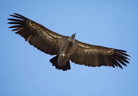 Griffon vulture (Gyps fulvus), Monfragüe National Park, Extremadura, Castilla La Mancha, Spain,