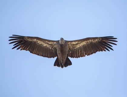 Griffon vulture (Gyps fulvus), Monfragüe National Park, Extremadura, Castilla La Mancha, Spain,