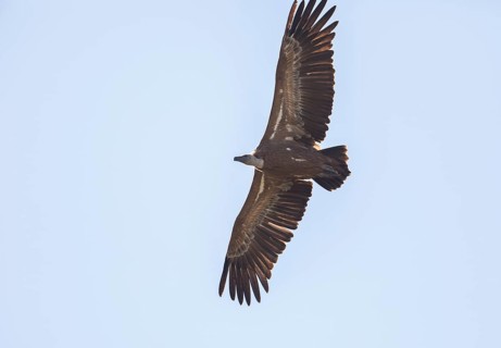 Griffon vulture (Gyps fulvus), Monfragüe National Park, Extremadura, Castilla La Mancha, Spain,