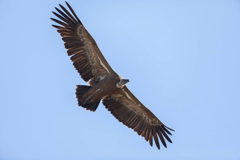 Griffon vulture (Gyps fulvus), Monfragüe National Park, Extremadura, Castilla La Mancha, Spain,