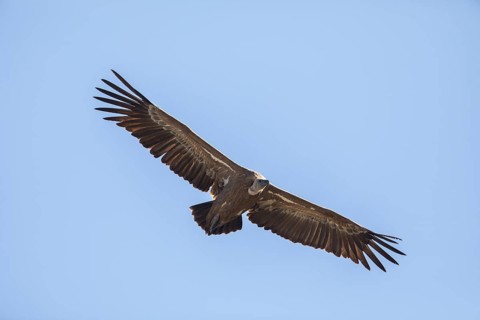 Griffon vulture (Gyps fulvus), Monfragüe National Park, Extremadura, Castilla La Mancha, Spain,