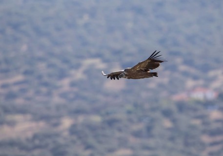 Griffon vulture (Gyps fulvus), Monfragüe National Park, Extremadura, Castilla La Mancha, Spain,