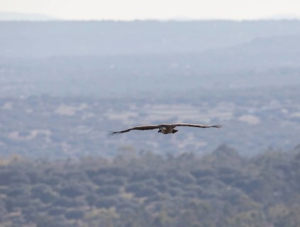 Griffon vulture (Gyps fulvus), Monfragüe National Park, Extremadura, Castilla La Mancha, Spain,