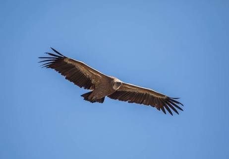 Griffon vulture (Gyps fulvus), Monfragüe National Park, Extremadura, Castilla La Mancha, Spain,