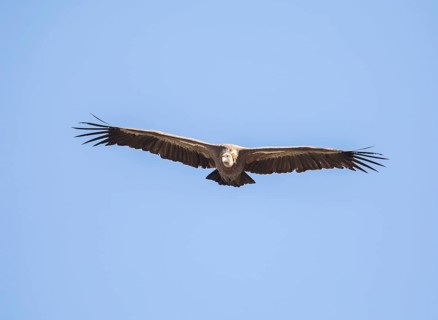 Griffon vulture (Gyps fulvus), Monfragüe National Park, Extremadura, Castilla La Mancha, Spain,
