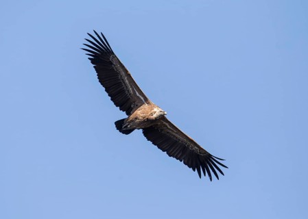 Griffon vulture (Gyps fulvus), Monfragüe National Park, Extremadura, Castilla La Mancha, Spain,