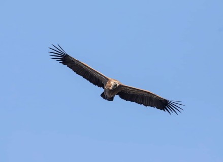 Griffon vulture (Gyps fulvus), Monfragüe National Park, Extremadura, Castilla La Mancha, Spain,