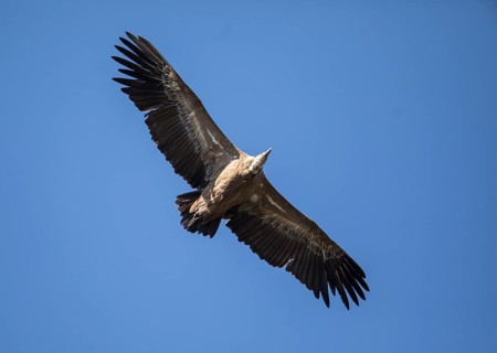 Griffon vulture (Gyps fulvus), Monfragüe National Park, Extremadura, Castilla La Mancha, Spain,