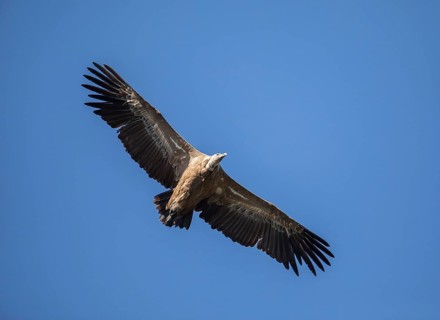 Griffon vulture (Gyps fulvus), Monfragüe National Park, Extremadura, Castilla La Mancha, Spain,