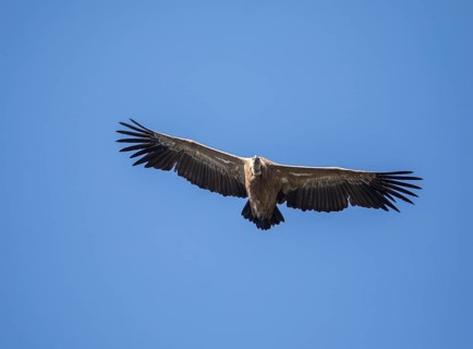 Griffon vulture (Gyps fulvus), Monfragüe National Park, Extremadura, Castilla La Mancha, Spain,