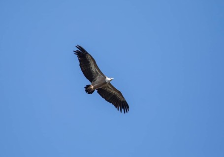 Griffon vulture (Gyps fulvus), Monfragüe National Park, Extremadura, Castilla La Mancha, Spain,