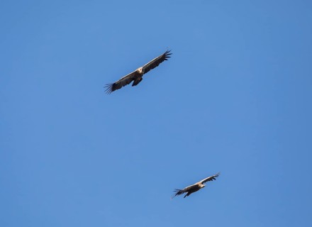 Griffon vulture (Gyps fulvus), Monfragüe National Park, Extremadura, Castilla La Mancha, Spain,
