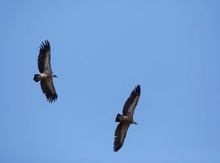 Griffon vulture (Gyps fulvus), Monfragüe National Park, Extremadura, Castilla La Mancha, Spain,
