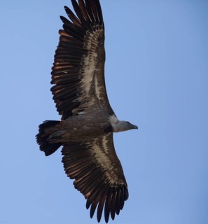 Griffon vulture (Gyps fulvus), Monfragüe National Park, Extremadura, Castilla La Mancha, Spain,