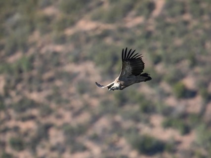 Griffon vulture (Gyps fulvus), Monfragüe National Park, Extremadura, Castilla La Mancha, Spain,