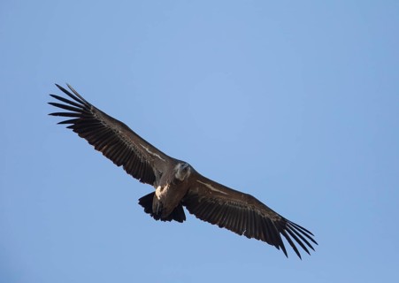 Griffon vulture (Gyps fulvus), Monfragüe National Park, Extremadura, Castilla La Mancha, Spain,