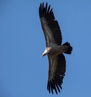 Griffon vulture (Gyps fulvus), Monfragüe National Park, Extremadura, Castilla La Mancha, Spain,